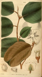 Illustrated are the large oblong leaves, white flowers and fruit in section.  Curtis's Botanical Magazine t.3072, 1831.