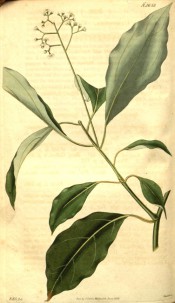 Figured are lance-shaped, glossy leaves and terminal raceme of small greenish flowers. Curtis's Botanical Magazine t.2658, 1826.