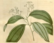 Illustrated are the glossy ovate leaves and long panicles of yellowish-white flowers.  Curtis's Botanical Magazine t.2028, 1818.