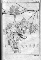 The uncoloured lithograph shows the deeply divided leaves and bunch of round grapes. Chaptal Fig. 8, 1801.