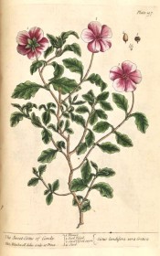 Illustrated are the wavy-margined, deeply veined leaves and terminal cymes of purple-pink flowers.  Blackwell pl.197, 1737.