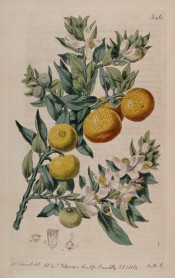 Figured is a flowering shoot with glossy leaves and several round, ripe orange fruits. Botanical Register f.346, 1818.