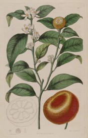 Figured is a flowering shoot with glossy leaves, immature fruit + ripe mandarin orange. Botanical Register f.211, 1817.