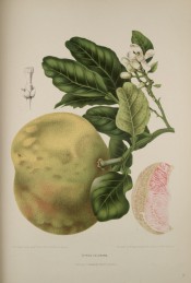 The figure shows a flowering shoot, large yellow-green fruit + a segment of red fruit. Van Nooten, 1880.