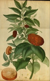 The picture shows a flowering and fruiting branch of a mandarin tree, with a fruit in section.