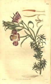Figured are lance-shaped leaves and bowl-shaped lilac flowers with red markings.  Curtis's Botanical Magazine t.2832, 1828.
