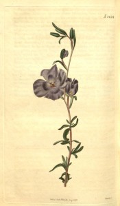 Figured are lance-shaped leaves and violet-coloured, bowl-shaped  flowers.  Curtis's Botanical Magazine t.2424, 1823.