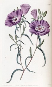 Figured are elliptical leaves and bowl-shaped purple flowers.  Botanical Register f.1587, 1833.