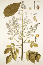 Figured are pinnate leaves, upright panicle of small white flowers and yellow fruit.  Jacquin Sch. pl.101, 1797-04.