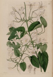 Figured are 3-palmate, toothed leaves and clusters of axillary, white campanulate flowers.  Botanical Record f.238, 1817.