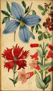 The figure shows 4 plants including a Clematis with a bright blue, single flower.  Floricultural Cabinet p.265, 1836.