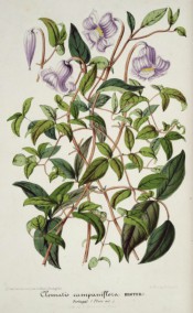 Shown is a climber with 3-palmate leaves and single, pendant, bell-shaped lilac flowers. Illustration Horticole v.2, p.78, 1855.