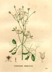 Figured is a climber with 3-palmate leaves and upright panicle of small white flowers.  Saint-Hilaire pl.392, 1831.