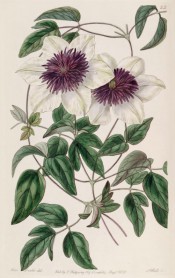 Shown is a climber with 3-palmate leaves and single white flowers with prominent purple stamens.  Botanical Register f.25, 1838.