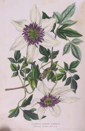 Shown is a climber with 3-palmate leaves and single white flowers with purple stamens.  Flore des Serres f.487, 1849.