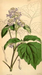 Figured are vine-like leaves and panicle of long-tubed purple flowers.  Curtis's botanical Magazine t.4269, 1846.