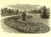 This black and white engraving shows a garden bed with hybrid clematis used as bedding plants.  Flore des Serres p.22, 1874.