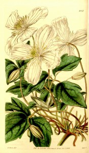 Figured is a climber with 3-palmate, dentate leaves and clusters of white flowers.  Curtis's Botanical Magazine t.4061, 1844.