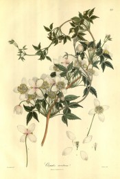 Figured is a climber with 3-palmate, dentate leaves and axillary clusters of white flowers.  Wallich pl.217, 1832.