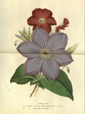 Two clematis are illustrated, with small red flowers (viticella rubra) and large blue flowers.  Flore des Serres p.20, 1874.