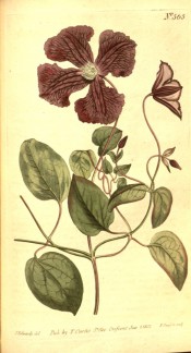 Figured is a climber with 3-palmate leaves and small clusters of single purple flowers. Curtis's Botanical Magazine t.565, 1802.