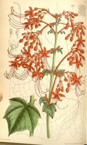 The image shows cordate leaves and bright red, star-shaped flowers.  Curtis's botanical Magazine t.7141, 1890.