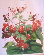 The image depicts leaves and bright red flowers.   Paxton's Magazine of Botany  p.217, 1836.