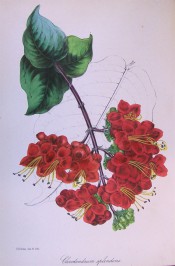 Shown are ovate, pointed leaves and pendant terminal cyme of deep scarlet flowers. Paxton's Magazine of Botany p.103, 1842.