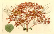Figured is a caudate leaf and terminal panicle of red flowers.  Botanical Register f.649, 1822.