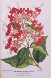 Figured are ovate, pointed leaves and terminal cyme of deep rose-coloured flowers.  Illustration Horticole xvi. t.593, 1869.