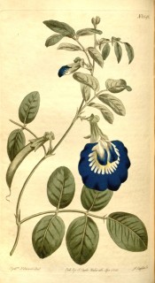 Pictured is a straggling shoot with compound leaves and deep blue and white flower.  Curtis's Botanical Magazine t.1542, 1813.