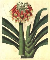 Illustrated are the strap-like leaves and pendant umbel of red, green-tipped flowers.  Botanical Register f.1182, 1828.