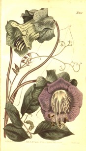 The illustration shows leaves and tendrils and large purple, cup-shaped flower.  Curtis's Botanical Magazine t. 851, 1805.