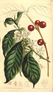 The image shows elliptic leaves, white flowers and the reddish berries.  Curtis's Botanical Magazine t.1303, 1810.