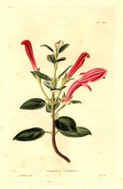 Depicted is a flowering shoot with glossy leaves and upright red flowers. Loddiges Botanical Cabinet no.403, 1820.