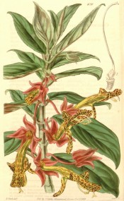 Shown is a climber, leaves crimson beneath, and yellow-brown flowers, marked dark red. Curtis's Botanical Magazine t.4045, 1843.