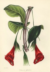 Shown is a climber with ovate leaves and scarlet flowers, spotted inside with dark red.  Paxton's Magazine of Botany p.26, 1842.