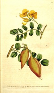 The figure shows pinnate leaves, bright yellow pea flowers and bladder-like legumes.  Curtis's Botanical Magazine BM t.81, 1789.