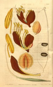 The illustration shows detail of the deep red flower and the seed pods.  Curtis's Botanical Magazine t.3326, 1834.