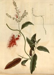 The image shows the lance-shaped leaves and panicles of bright red flowers.  Curtis's Botanical Magazine t.2102, 1819.