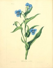 The image depicts a flowering stem with lance-shaped leaves and bright blue flowers.  Roscoe pl.47, 1831.