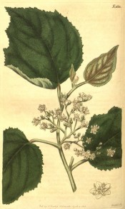 Illustrated are cordate, toothed leaves and small white flowers.  Curtis's Botanical Magazine t.1813, 1816.