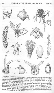 Figured are line drawings of leaves, flowers and fruits.  Journal of the Arnold Arboretum vol.52, p.316, 1971.