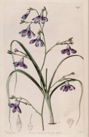 Figured are linear leaves and lax panicle of drooping, campanulate purple flowers.  Botanical Register f.1193, 1828.