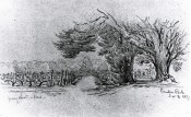 The drawing, from 1872, shows a vineyard with rows of vines and 2 large trees in the foreground.