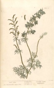 The image shows the entire plant, leaves, blue flowers and seed pods.  Blackwell pl.26, 1737.