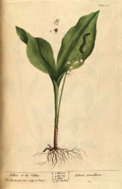 Figured are elliptic basal leaves and arching racemes of pendent, bell-shaped white flowers.  Blackwell pl.70, 1737.
