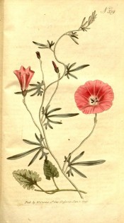 Shown are heart-shaped leaves, deeply divided leaves and funnel-shaped pink flowers.  Curtis's Botanical Magazine t.359, 1797.