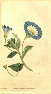 Shown are the leaves and blue, yellow and white trumpet-shaped flowers.  Curtis's Botanical Magazine t.27, 1787.