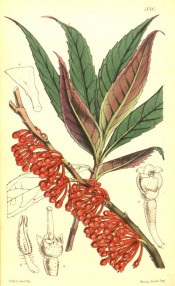 The image shows leaves and a shoot covered with globular red flowers.  Curtis's botanical Magazine t.5010, 1857.